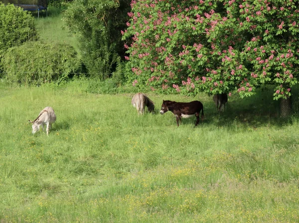 Burros bajo el castaño — Foto de Stock