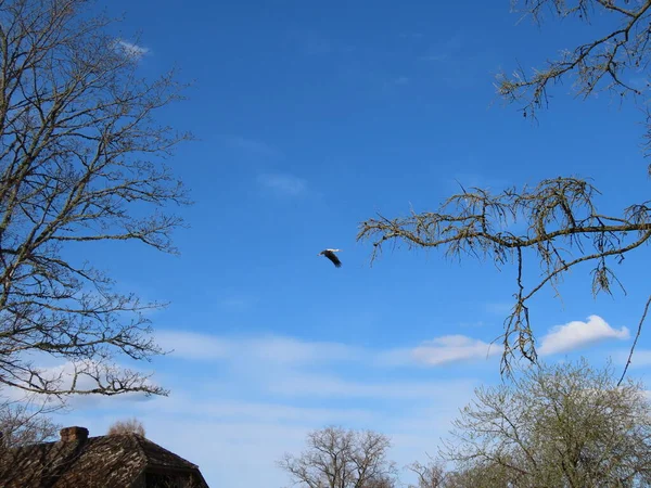 Cigogne volant dans le ciel bleu — Photo