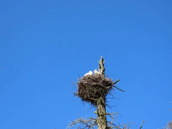 Storks in nest — Stock Photo, Image