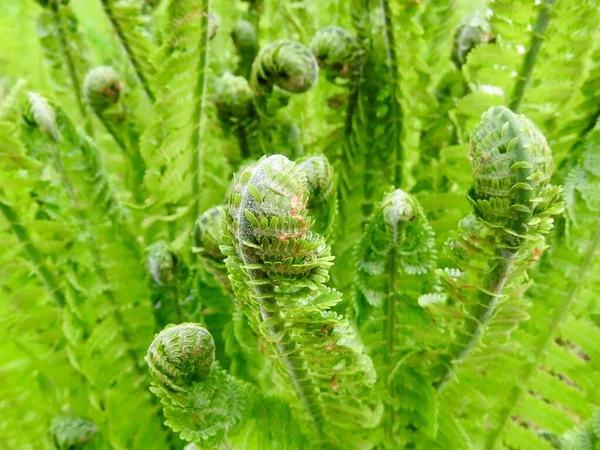 Fiddlehead ferns growing — Stock Photo, Image