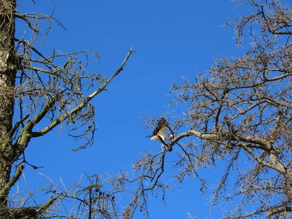 Stork standing on tree — Stock Photo, Image