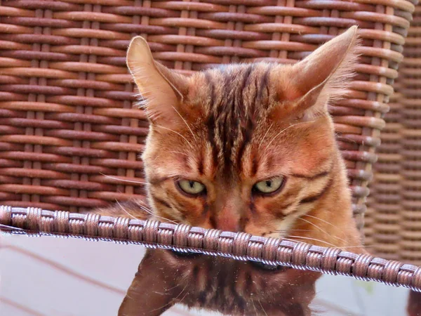 Bengal breed cat — Stock Photo, Image