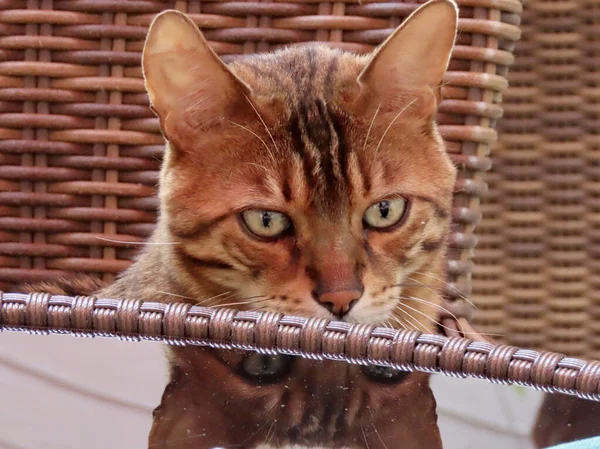 Bengáli macska — Stock Fotó