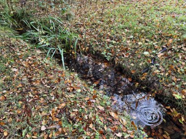 Parktaki küçük ve sığ yağmur suyu drenaj kanalı, çıplak ağaç dalları yansıyor ve suda sarı yapraklar, yağmur damlalarından halkalar