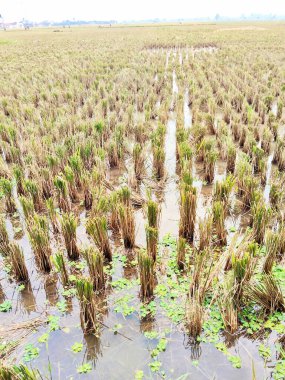 Kesilmiş Pirinç Sakalının Dokusunu Kapat Çamurlu Toprakta Duruyor Çeltik Suyu