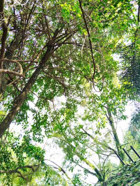 Güneşli bir günde yemyeşil tropikal ormanlardan yukarı bakıyorum.