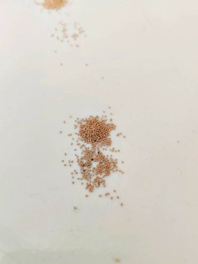 Beyaz arka planda termit dışkısı olan böcek istilası işaretleri