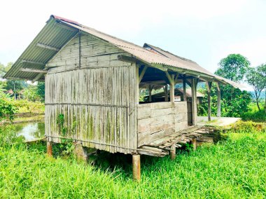 Terk edilmiş geleneksel çiftçi kulübesi yemyeşil çimenler ve çeltik tarlalarıyla çevrili.