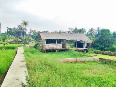 Yeşil Pirinç Tarlalarının Ortasında Geleneksel Tahta Kulübe