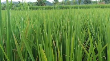 Sürdürülebilir Tarım Alanındaki Pirinç Çiftliğinin Manzarası