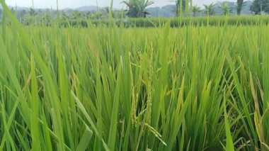 Huzurlu Tarım Sahnesi Güneş Işığı Altında Pirinç Büyütme