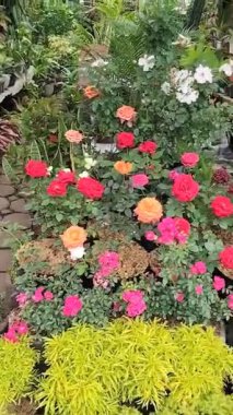 Tropik bir bitkinin fidanlığında açan güzel renkli güller.