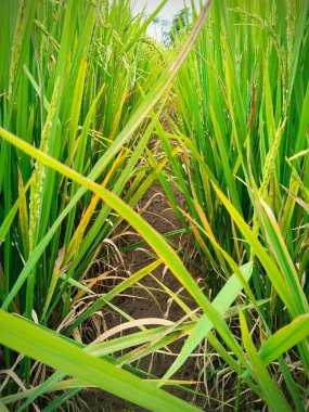 Yeşil Pirinç Tarlası Parlak Yaz Güneşi Altında