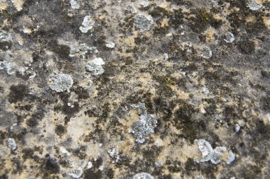 Kaya arka plan - gri ve kahverengi taş kopya alanı ile ayrıntılı yüzey.