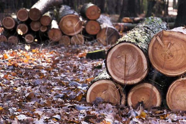 砍伐的树木日志堆谎言在秋天的树林 — 图库照片