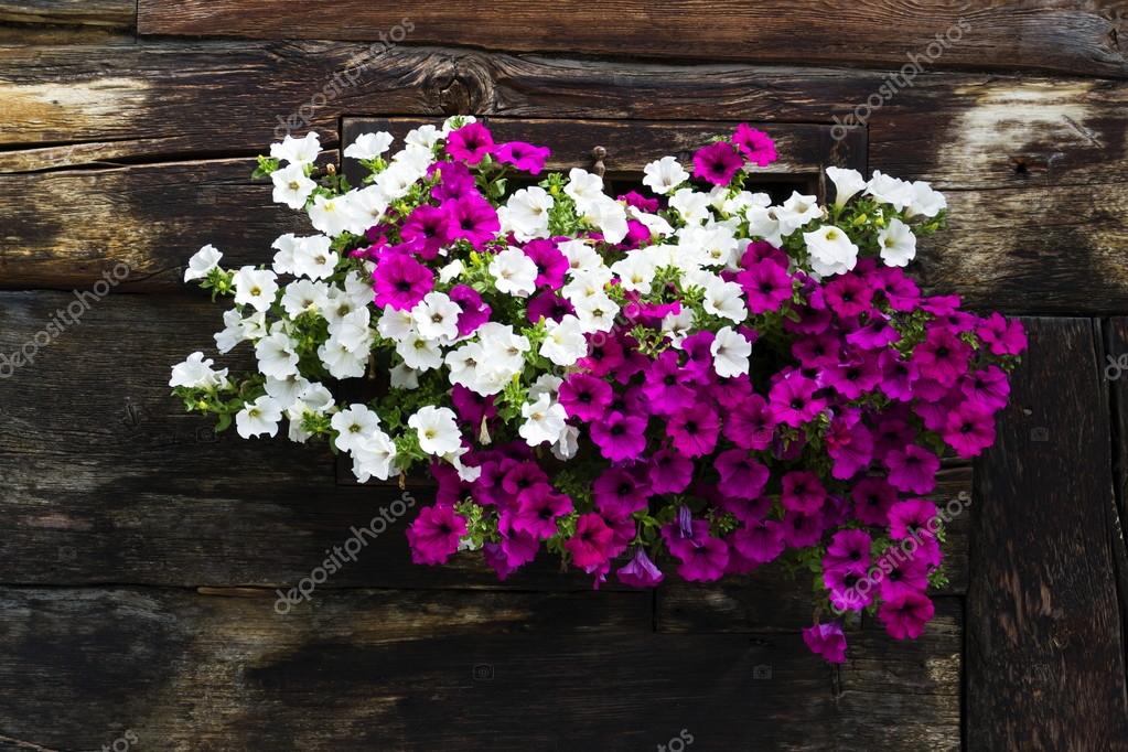 White And Violet Flowers Covering Window Of Wooden Log Cabin