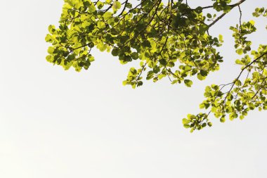 Canlı yeşillik ile yüksek dalları ağaç tepelerinin üzerine açık mavi gökyüzü