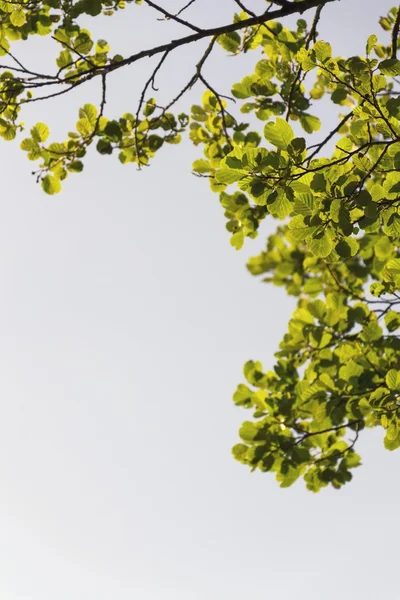 Яскраве листя на високих гілках з прозорим блакитним небом — стокове фото