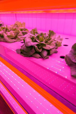 Aquaponics sistemindeki marul üzerinde özel LED ışıkları parlıyor. Balık suyuyla hidrofoniği birleştiriyor, yapay ışıklandırma altında suda bitki yetiştiriyor, kapalı alanda.