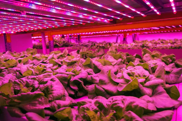 Luces Led Especiales Brillan Lechuga Sistema Acuapónico Que Combina Acuicultura — Foto de Stock