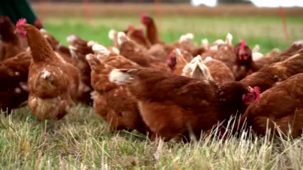 이동식 주변의 유기농 농장에서 생산되는 달걀을 실시간으로 야외에서 합니다 — 비디오