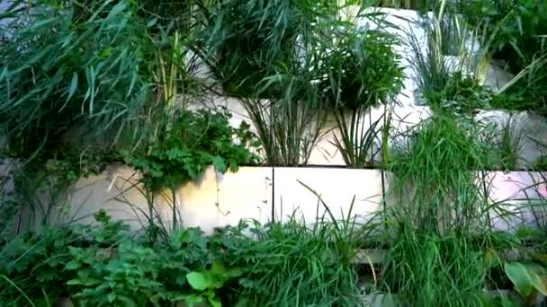 Groene Levende Muur Verticale Tuin Buitengevel Met Bloemen Planten Zonnige — Stockvideo