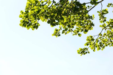 Güzel ağaç tepeleri, altında yeşil yaprak dalları olan ağaç dalları, açık mavi gökyüzü arka planında fotokopi alanı, güneşli yaz günü