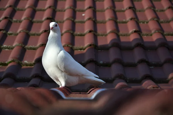 นกพิราบสีขาวบนกระเบื้องหลังคาสีแดง — ภาพถ่ายสต็อก