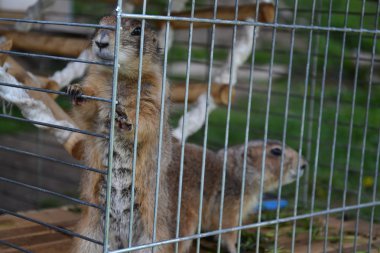 Çayır köpeği'ni yatay resmi bir kafes içinde kilitli