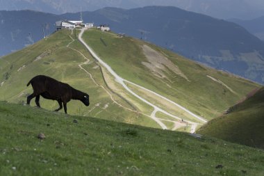 Sheep in idyllic summer mountains landscape, Austria clipart