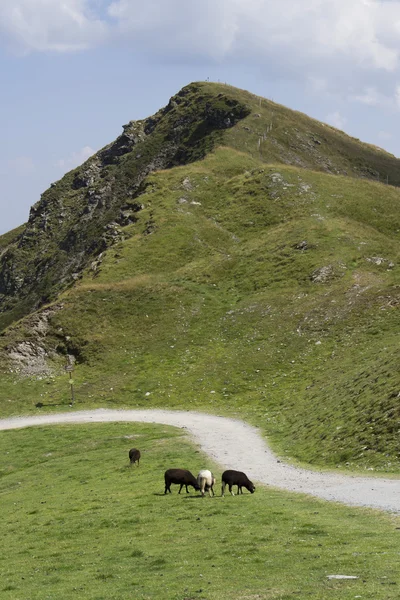 牧歌的な夏の山の風景、オーストリアの羊 — ストック写真
