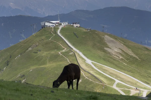 羊在田园夏天山风景，奥地利 — 图库照片