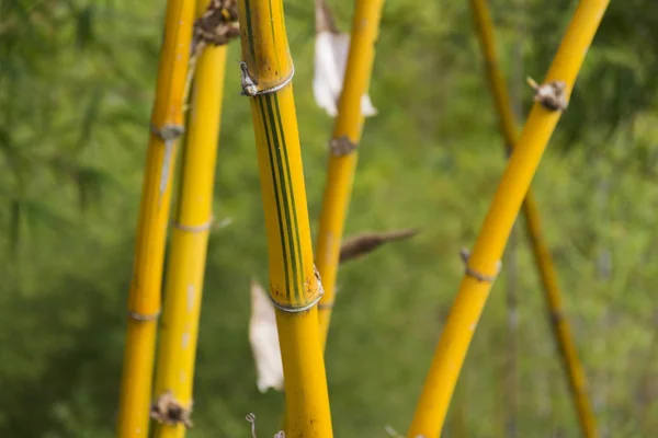 Cañas amarillas en un bosque de bambú —  Fotos de Stock