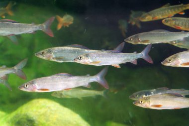 Living Arctic char and European grayling fish swimming in large water tank aquarium