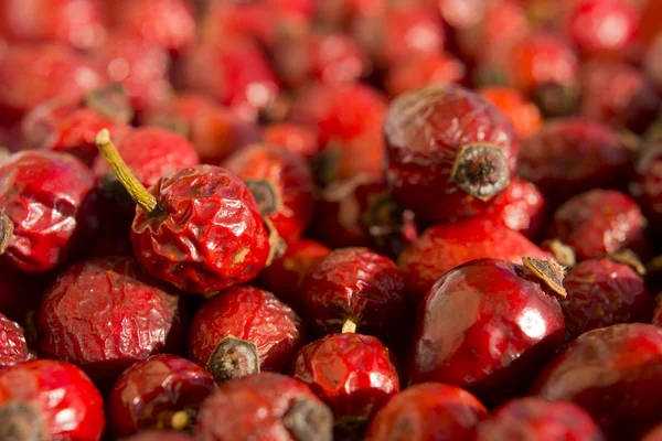 Fianchi secchi di rosa canina su fondo rosso — Foto Stock