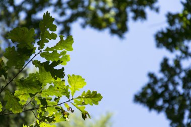 Açık mavi gökyüzü ile yemyeşil orman yüksek dalları ağaç tepelerinin üzerinde büyüyen parlak yeşil yeni bahar bitki örtüsü