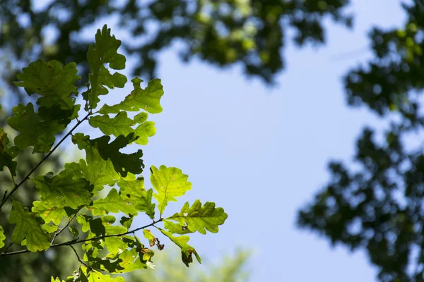 Яскраво-зелене нове весняне листя, що росте на високих гілках верхів'я лісу з прозорим блакитним небом — стокове фото