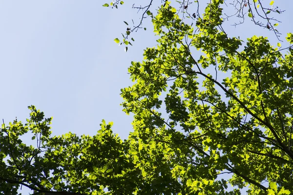 Folhagem nova primavera verde brilhante crescendo em árvores de ramos altos de floresta verdejante com céu azul claro — Fotografia de Stock
