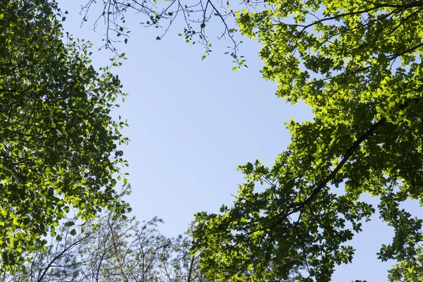 Folhagem nova primavera verde brilhante crescendo em árvores de ramos altos de floresta verdejante com céu azul claro — Fotografia de Stock