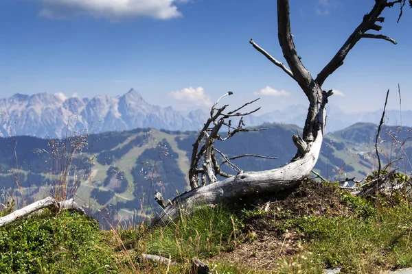 在阿尔卑斯山田园诗般的夏日里, 在莱冈山的风景中, 有了的树枝 — 图库照片