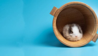 Tahta fıçı ilk kahverengi beyaz tavşan küçük tavşan mutlu paskalya tatili havuç yiyin kamera çok güzel ve komik hayvan evcil hayvanı vahşi mavi arka plan kopyalama alanı