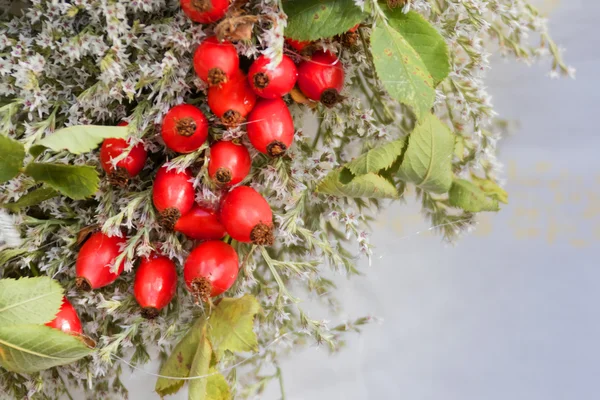 Rosal silvestre — Foto de Stock