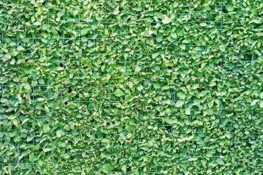 dal ve yaprak yüzeyi