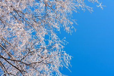 Huş ağacı dalları Frost ile kaplı
