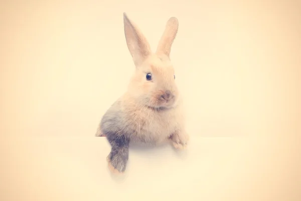 Mały króliczek gospodarstwa pustej płyty — Zdjęcie stockowe
