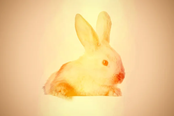 Little bunny holding an empty plate — Stock Photo, Image
