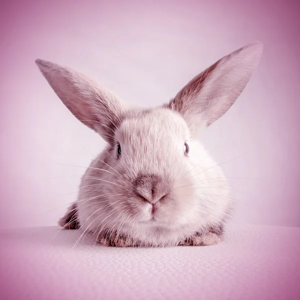 小さなふわふわウサギ ホワイト — ストック写真