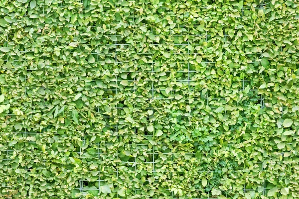 dal ve yaprak yüzeyi