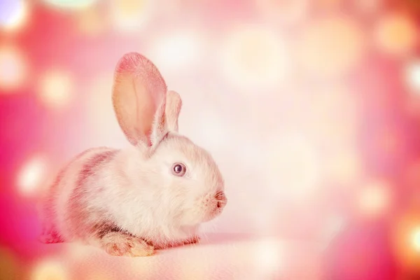 Mały królik puszysty biały — Zdjęcie stockowe