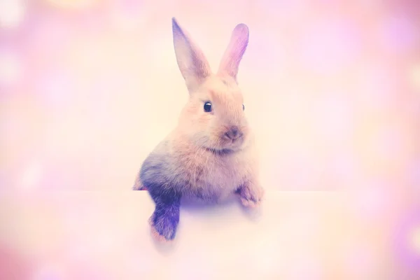 Mały króliczek gospodarstwa pustej płyty — Zdjęcie stockowe